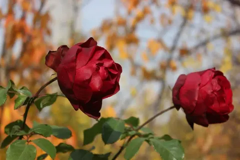 Осіння пересадка троянд: коли братися за лопату й на що зважати
